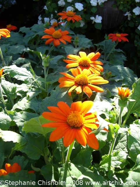 There has to be Orange Daisies in a Childrens Garden