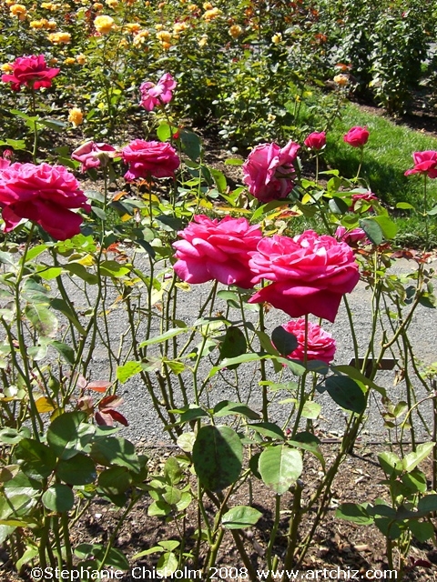 To the Peggy Rockefeller Rose Garden!!!